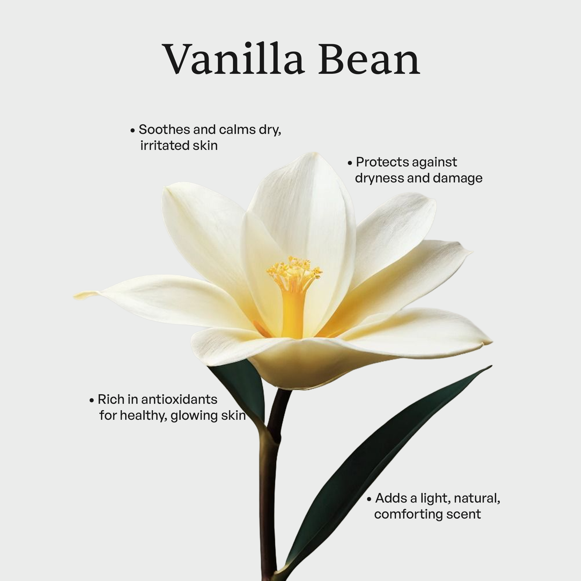 Whipped Grass-Fed Tallow Balm with Vanilla Bean
